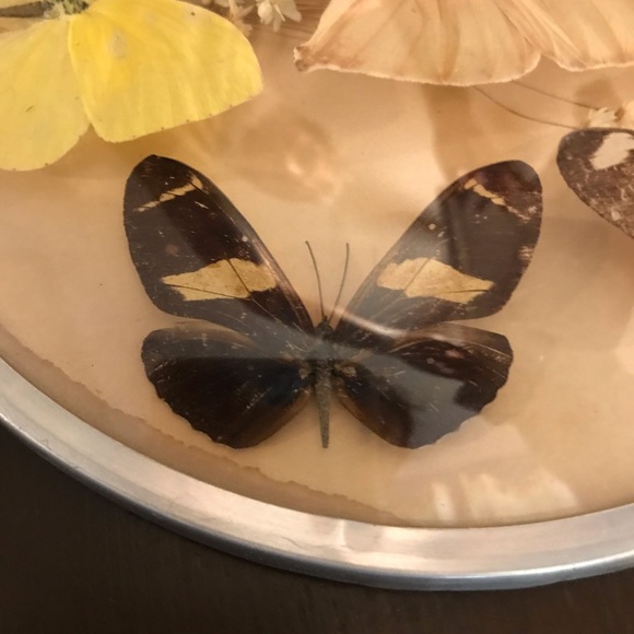 Vintage butterfly and dried flower wall hanging - Picture 6 of 8